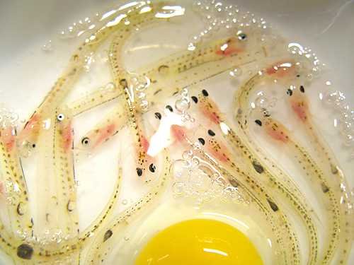 10 เมนูสยองของญี่ปุ่น..ที่ต่างชาติต้องตกใจ!!