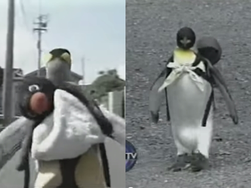 “ลาลา” เพนกวินแสนรู้เดินจ่ายตลาด