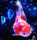 ห้ามพลาด! งานชมปลาทอง  Art Aquarium  สุดพิเศษเฉพาะหน้าร้อนเท่านั้น