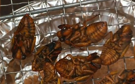 โตเกียวผุดสโมรสรกินแมลง พร้อมจัดงานประจำปี