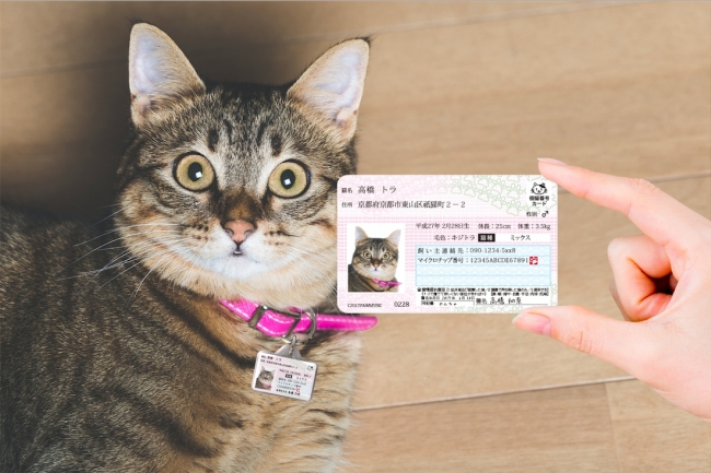 หมดห่วงเรื่องแมวหาย ด้วย ID Card สำหรับแมว “My Nyanber Lost Tag” !!