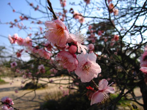 กำหนดการขายใบสมัครสอบวัดระดับภาษาญี่ปุ่น ปี 53 ครั้งที่ 2 กรุงเทพฯ เชียงใหม่ ขอนแก่น สงขลา 