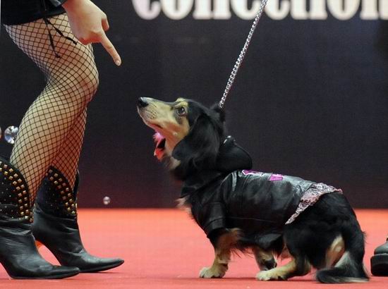 งานแฟชั่นน้องหมา ณ กรุงโตเกียว