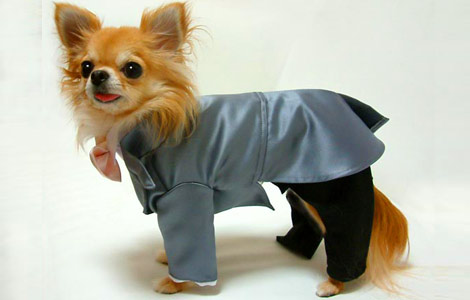 Street fashion for Dogs