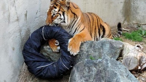 สวนสัตว์ญี่ปุ่นทำเก๋ ออกไอเดียแฟชั่นกางเกงยีนส์ลายเสือข่วน