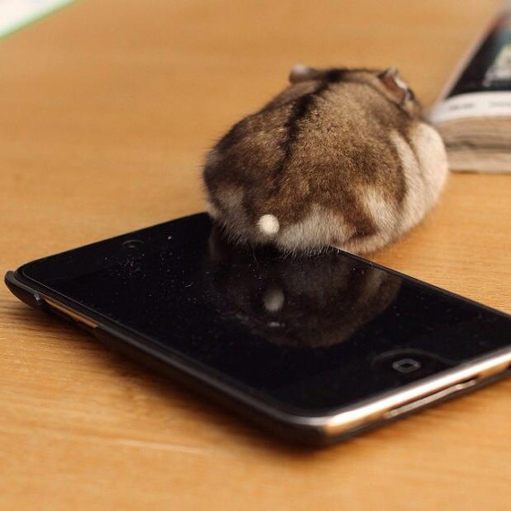 ญี่ปุ่นผุดกระแสหลงใหลก้นหนู รวมเป็นโฟโต้บุ๊กขายซะเลย