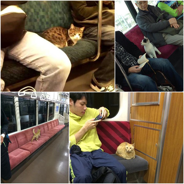 แมวก็ขึ้นรถไฟเองเป็นนะ