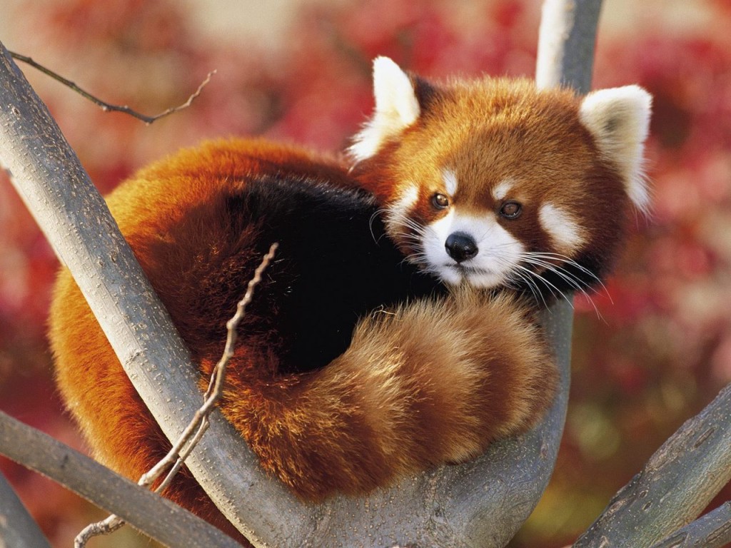 ''Red Panda'' สมาชิกใหม่จากญี่ปุ่น